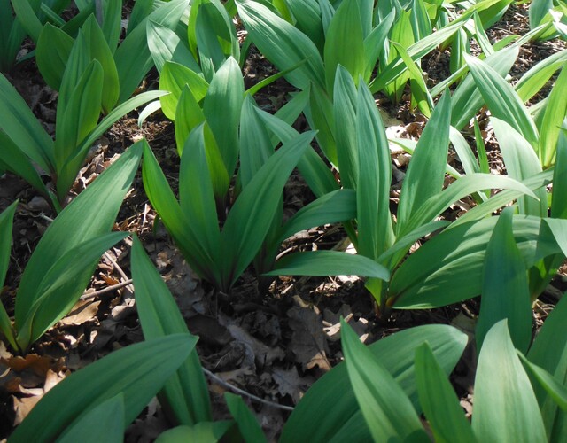 Connaitre les plantes menacées ou vulnérables de la forêt privée des Appalaches pour mieux les protéger